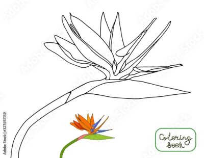 Papier peint  Coloring book strelitzia reginae tropical flowers isolated on white background. Outline vector illustration. crane flowers,bird of paradise