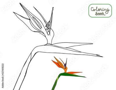 Papier peint  Coloring book strelitzia reginae tropical flowers isolated on white background. Outline vector illustration. crane flowers,bird of paradise