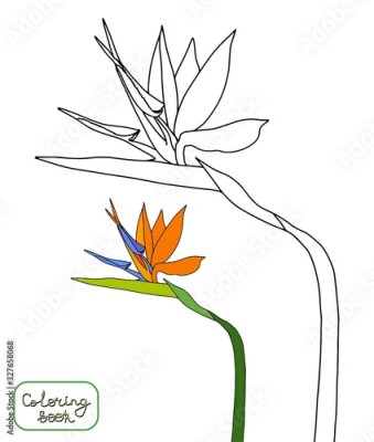 Papier peint  Coloring book strelitzia reginae tropical flowers isolated on white background. Outline vector illustration. crane flowers,bird of paradise