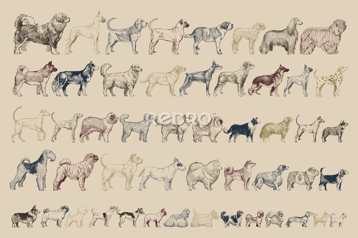 Papier peint  Comparaison des races de chiens rétro