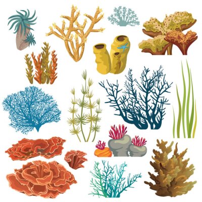 Composants des récifs coralliens