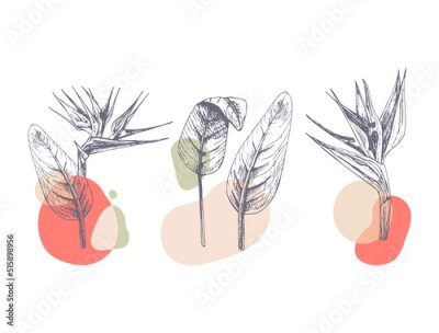 Papier peint  Composition abstraite de fleurs et de feuilles de Strelitzia