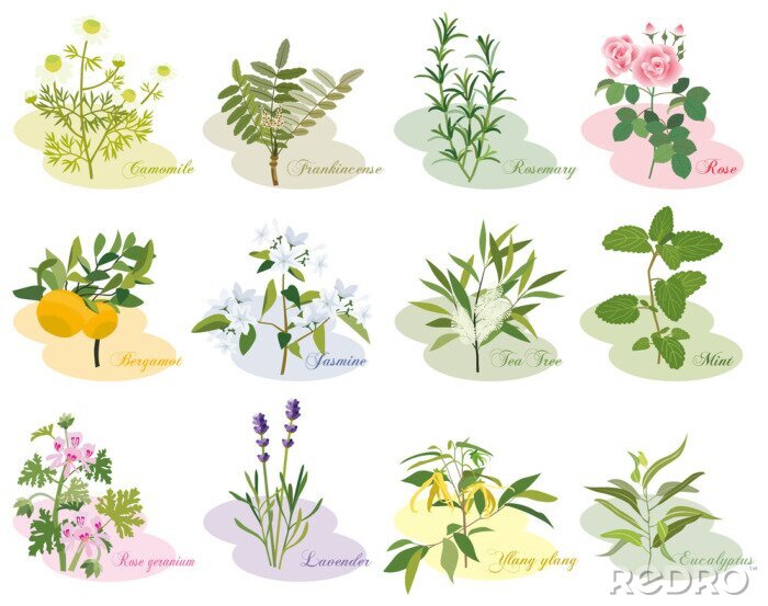 Papier peint  Composition de plantes avec légendes
