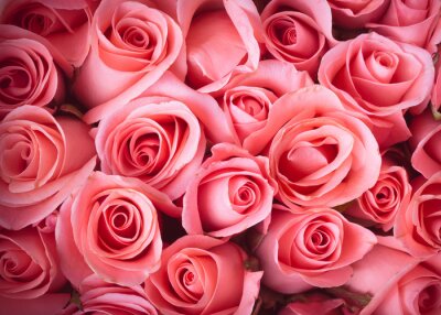 Papier peint  Composition de roses couleur rose