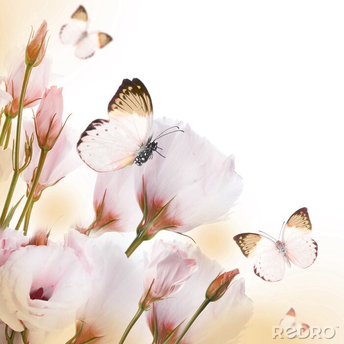 Papier peint  Composition de roses et papillons