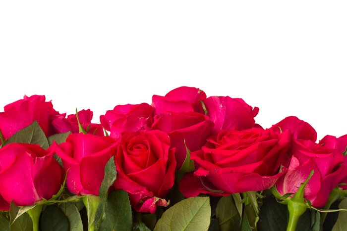 Papier peint  Composition de roses sur fond blanc