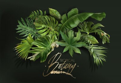 Papier peint  Composition des plantes tropicales