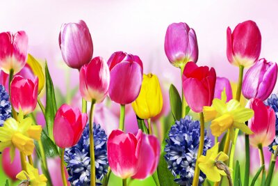 Papier peint  Composition florale avec les tulipes