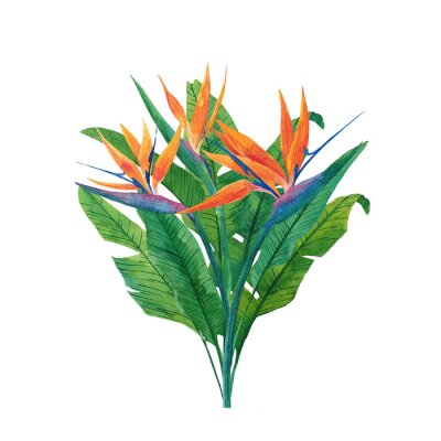 Papier peint  Composition from herbaceous plant of strelitzia. Watercolor illustration of plant of bird-of-paradis. For design of banner, poster, cards, decoration of room, for design. Tropical leaves.