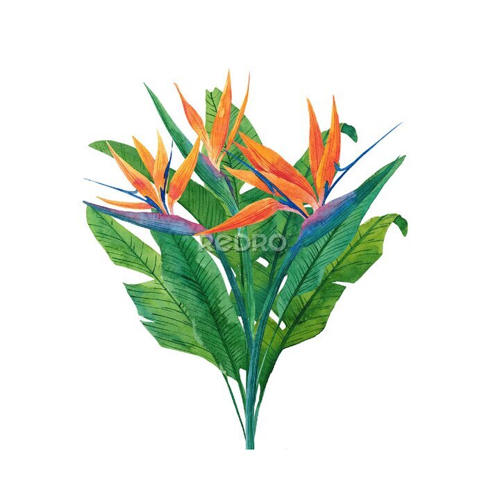 Papier peint  Composition from herbaceous plant of strelitzia. Watercolor illustration of plant of bird-of-paradis. For design of banner, poster, cards, decoration of room, for design. Tropical leaves.