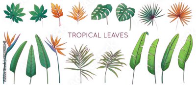 Papier peint  Composition of vector illustration of tropical leaves. Banana palm, strelitzia, aralia plant, areca palm leaves. Monstera plant, fan palm leaf.