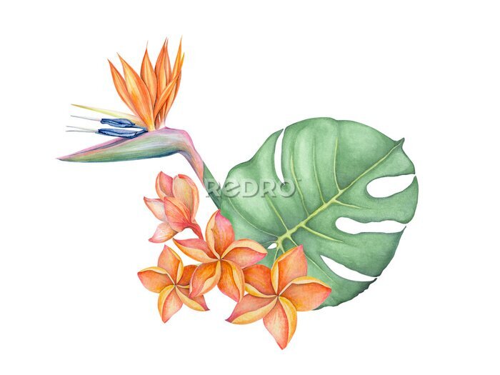 Papier peint  Composition of watercolor illustrations of monstera leaf, plumeria and strelitzia flowers. Handmade work. Isolated.