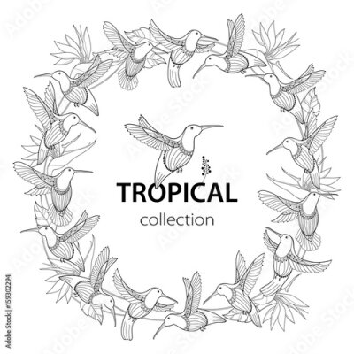 Papier peint  Composition ronde vectorielle avec colibri volant ou Colibri et Strelitzia reginae en style contour isolé sur blanc. Décris les oiseaux tropicaux et les fleurs exotiques pour la conception et la color