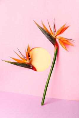 Papier peint  Composition with beautiful strelitzia flowers on color background
