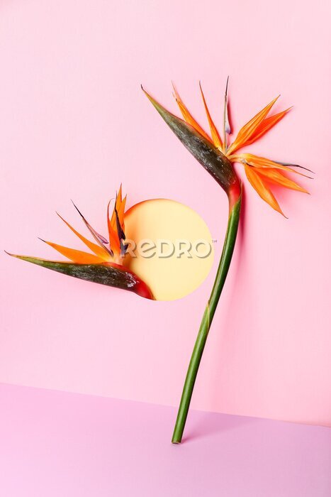 Papier peint  Composition with beautiful strelitzia flowers on color background