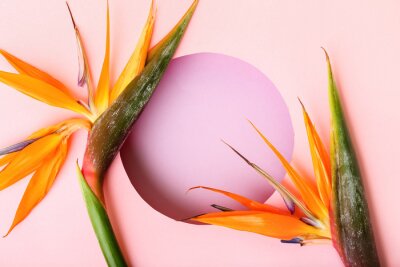 Papier peint  Composition with beautiful strelitzia flowers on color background, closeup