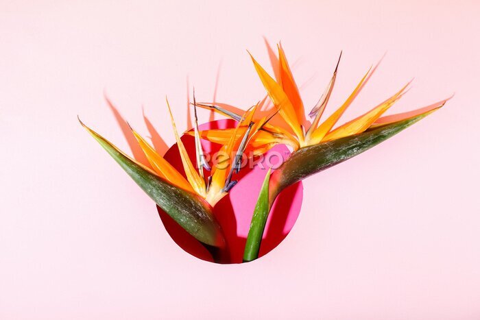 Papier peint  Composition with beautiful strelitzia flowers on pink background