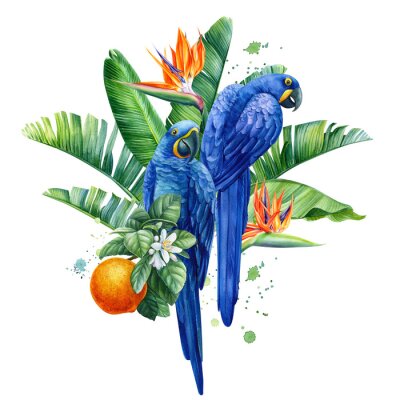 Papier peint  Composition with tropical birds, hyacinth parrots, palm leaves, strelitzia flowers, fruits on a transparent background, watercolor illustration