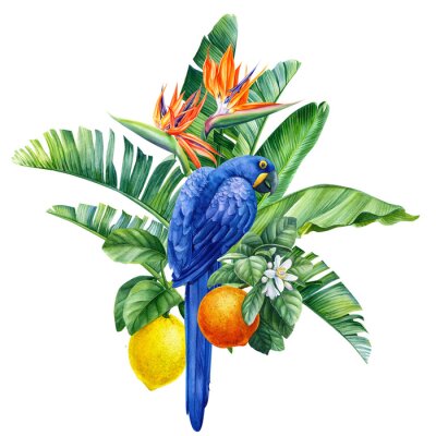 Papier peint  Composition with tropical birds, hyacinth parrots, palm leaves, strelitzia flowers, fruits on a transparent background, watercolor illustration