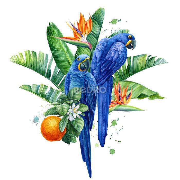 Papier peint  Composition with tropical birds, hyacinth parrots, palm leaves, strelitzia flowers, fruits on a transparent background, watercolor illustration