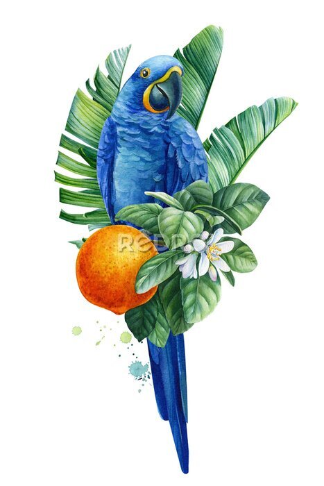 Papier peint  Composition with tropical birds, hyacinth parrots, palm leaves, strelitzia flowers, fruits on a transparent background, watercolor illustration