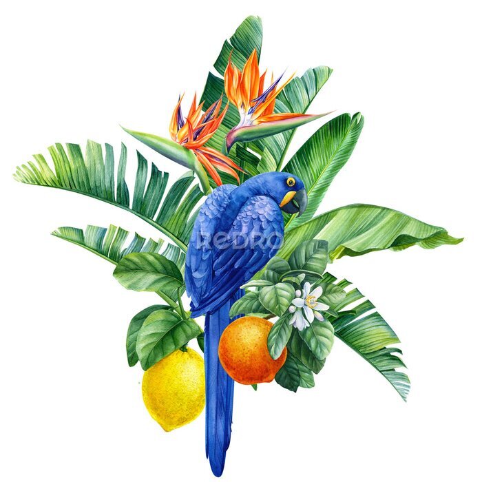 Papier peint  Composition with tropical birds, hyacinth parrots, palm leaves, strelitzia flowers, fruits on a transparent background, watercolor illustration