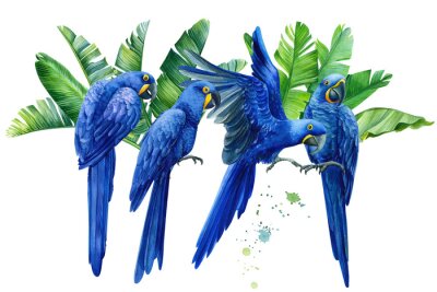 Papier peint  composition with tropical birds, hyacinth parrots, palm leaves, strelitzia flowers on an isolated transparent background, watercolor illustration