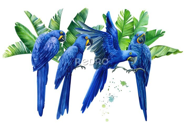 Papier peint  composition with tropical birds, hyacinth parrots, palm leaves, strelitzia flowers on an isolated transparent background, watercolor illustration