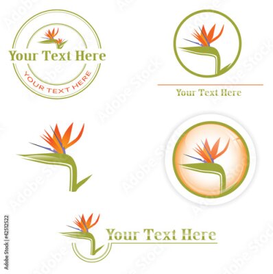 Papier peint  conceptions avec Strelitzia