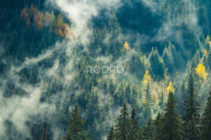 Papier peint  Conifères d'automne