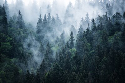 Papier peint  Conifères vert foncé