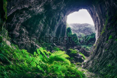 Papier peint  Continent et végétation