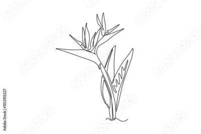 Papier peint  Continuous one line drawing beauty fresh strelitzia for home art wall decor poster print. Decorative bird of paradise flower concept for green park. Single line draw design vector graphic illustration