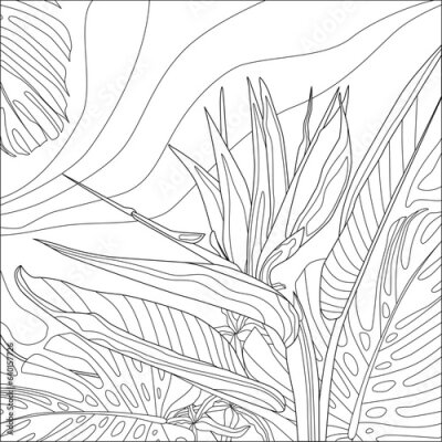 Papier peint  Contour vector illustration of strelitzia and tropical plants. Best for coloring book.