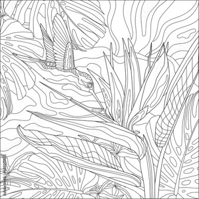 Papier peint  Contour vector illustration of strelitzia, hummingbird and tropical plants. Best for coloring book.