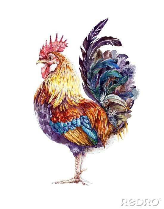 Papier peint  Coq aquarelle