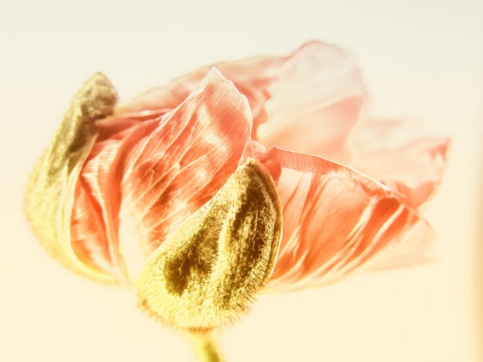 Papier peint  Coquelicot artistique en gros plan