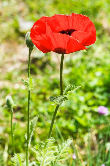 Papier peint  Coquelicot dans l'herbe verte