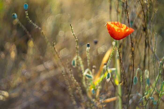 Papier peint  Coquelicot dans le champ