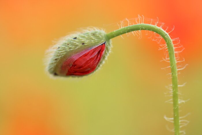 Papier peint  Coquelicot des champs en fleur