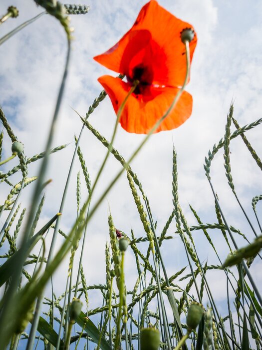 Papier peint  Coquelicot et blé