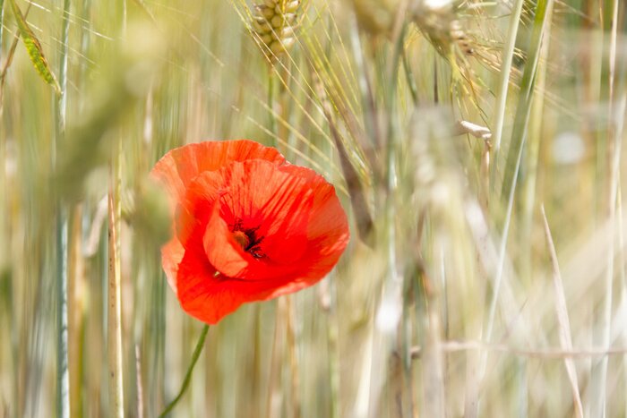 Papier peint  Coquelicot rouge et le blé en arrière-plan