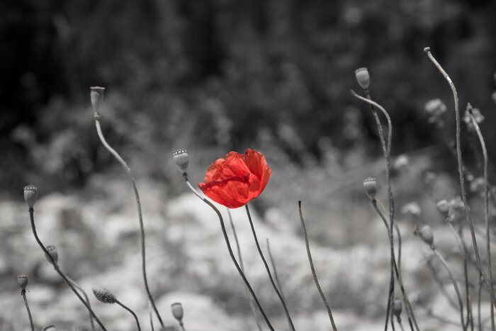Papier peint  Coquelicot rouge sur un fond noir et blanc
