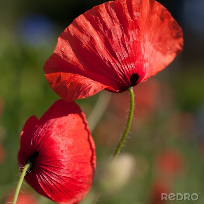 Papier peint  Coquelicots