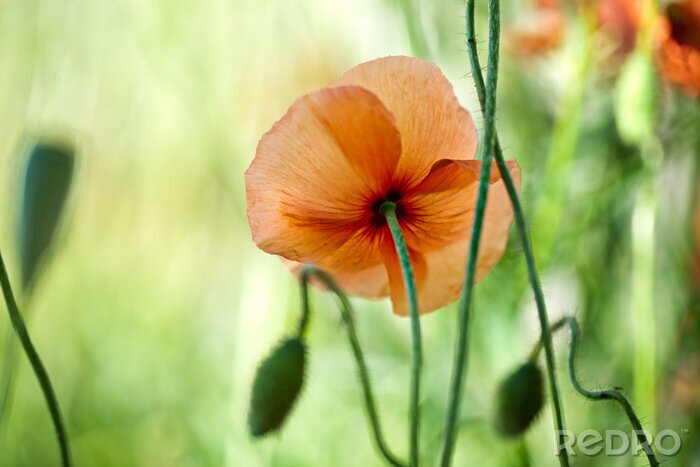 Papier peint  Coquelicots