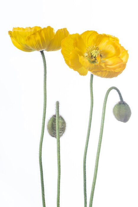 Papier peint  Coquelicots abstraits jaunes