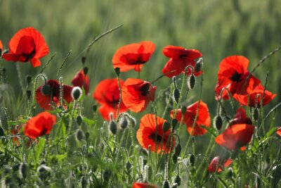Papier peint  Coquelicots au soleil dans une prairie