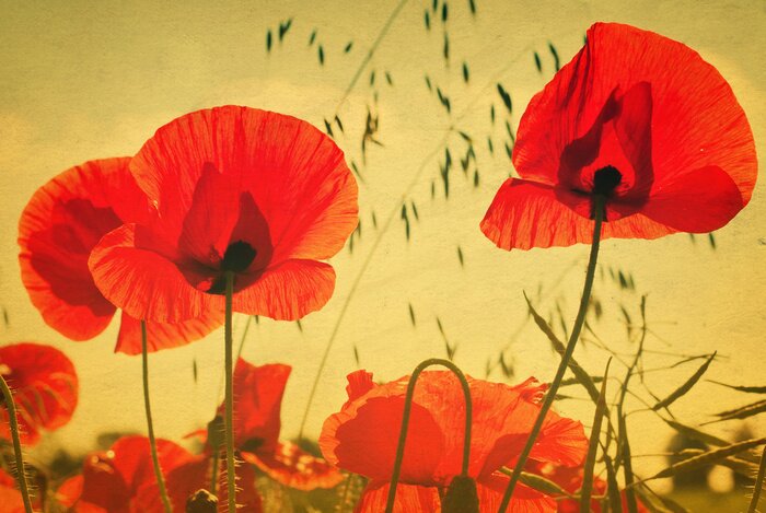 Papier peint  Coquelicots aux couleurs vintage
