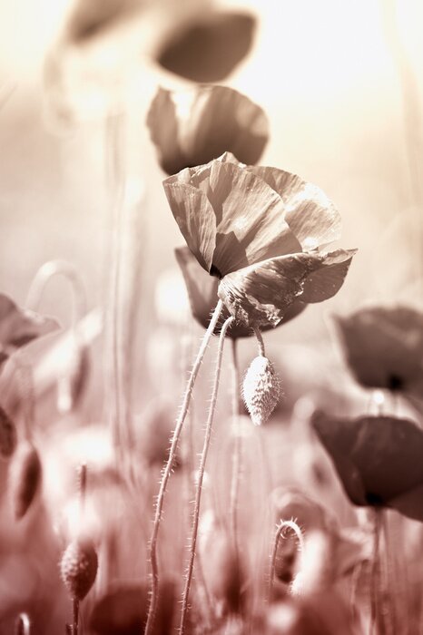 Papier peint  Coquelicots avec un effet sépia
