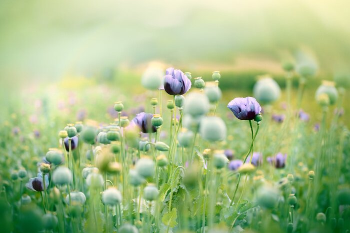 Papier peint  Coquelicots couleur lilas dans un champ
